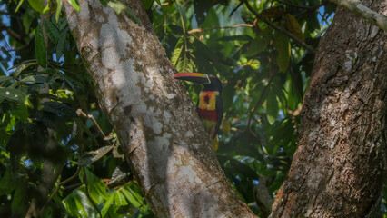 front view of a fiery-billed aracari in a tree at manuel antonio