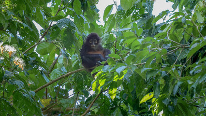 wide shot of a spider monkey baby, in a tree, looking at the camera at corcovado