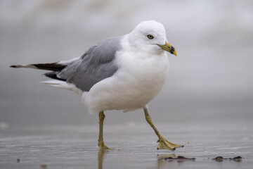 Ring-billed gull 