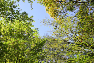 新緑の木々と青い空