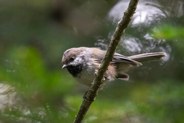 Boreal chickadee on perch