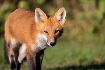 Red fox portrait 