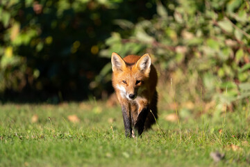 Red fox in meadow 