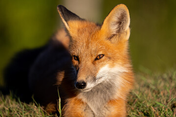 Red fox portrait 