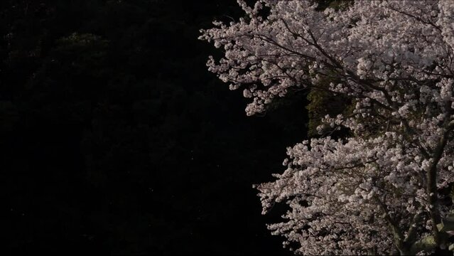 深緑の森を背景に散る桜 （2023年4月）