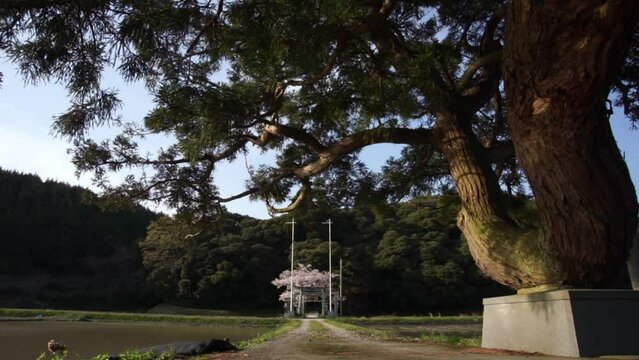 桜咲く春のあわら市・春日神社 （2023年4月）