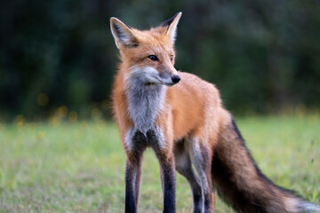 Naklejka na ściany i meble Red fox in meadow 