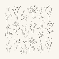 Set with meadow herbs. Collection with dried plants. Black and white. Botanical vector illustration. Line art style. Can be used for stickers.