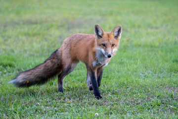 Red fox in meadow 