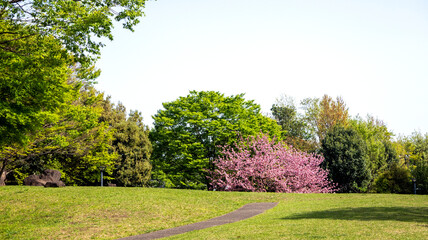 八重桜が咲く公園