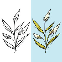 Obraz premium set of vector lily flower illustrations, editable for all your graphic needs