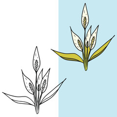 set of vector lily flower illustrations, editable for all your graphic needs
