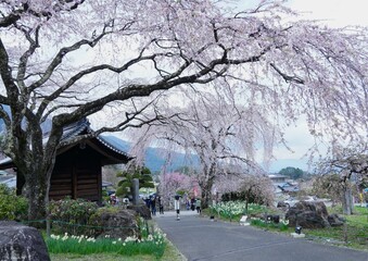 山門の横に枝垂れ桜景色の景色