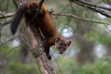Pine marten in tree