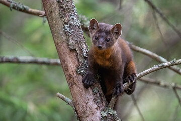 Pine marten in tree
