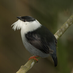 Obraz premium Manacus manacus