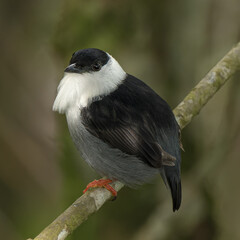 Obraz premium Manacus manacus