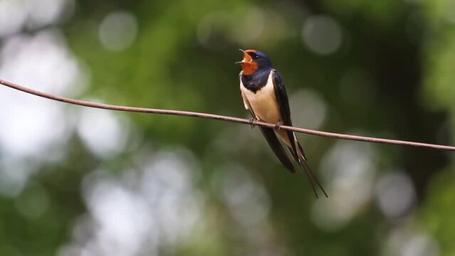 barn swallow sings in spring sitting on a wire