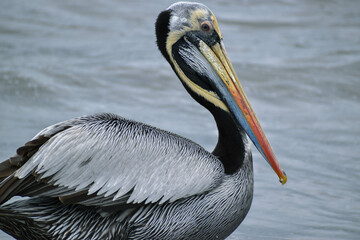 Pelican peruvian (Pelecanus thagus)