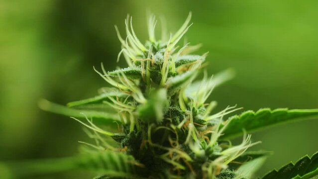 4K Cinematic close up macro footage of weed flowers and leaves on marijuana plants in an indoor growing house farm