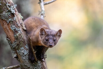 Pine marten in tree