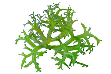 Eucheuma Cottoni seaweed isolated on white background © Kanurism