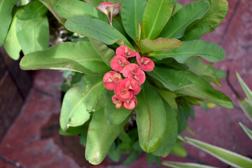 Red and green plants