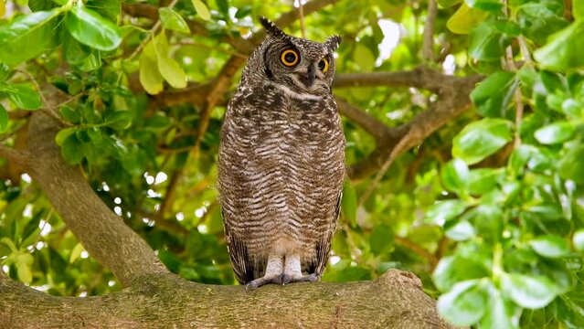African spotted eagle-owl in tree with threatening facial displays; full body