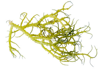 Eucheuma Cottoni seaweed isolated on a nature background