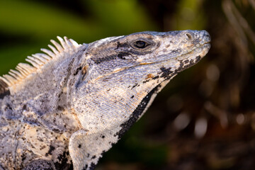 Black spiny-tailed iguana