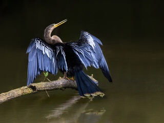Anhinga portrait with open wings on dark background