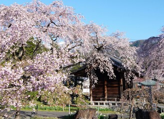 満開の枝垂れ桜