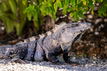 Black spiny-tailed iguana