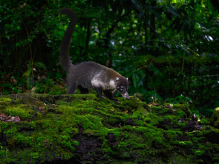 Naklejka premium White-nosed Coati foraging on mossy stone