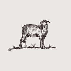 Vector of a abstract sheep design. Farm Animal. Sheep logos or icons. Stock Vector 