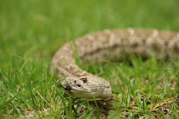 Víbora crótalo diamante (Crotalus atrox) 