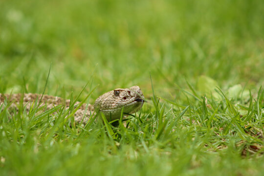 Cascabel cr&oacute;talo diamante (Crotalus atrox) 