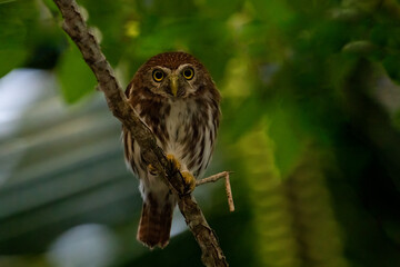 Ferruginous pygmy owl