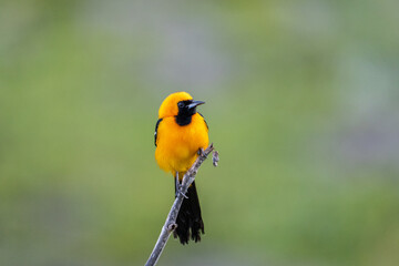 Hooded oriole on perch