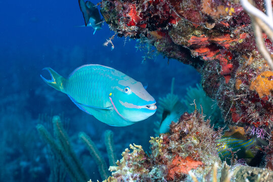 Stoplight parrotfish
