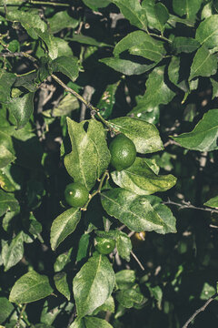 Unripe green Lemons on a tree