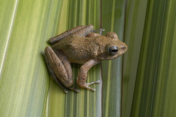 Genus Ascaphus frog on a leaf tailed frog 