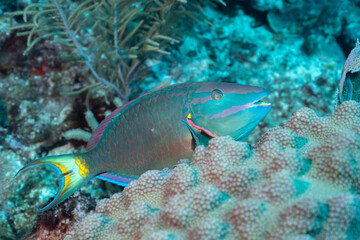 Fototapeta na wymiar Stoplight parrotfish