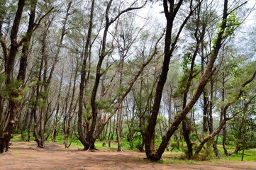 Yogyakarta, Indonesia – January 14, 2020:  The Pine Forest On The Edge Of The Pantai Goa Cemara Is A Beautiful Sight And Soothing To The Eye. Selected Focus