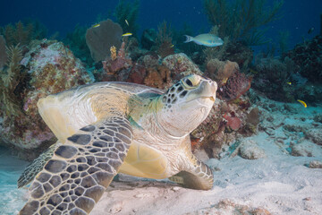 Green sea turtle