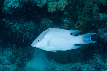 Hogfish in the Mesoamerican Reef