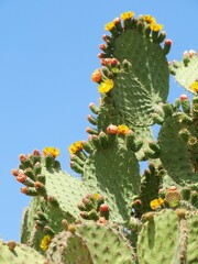 opuntia cactus with  flowers against sky
