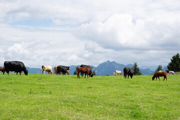 herd of cows grazing with mountains in the background