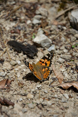 Fototapeta na wymiar orange butterfly on stones and dry leaves
