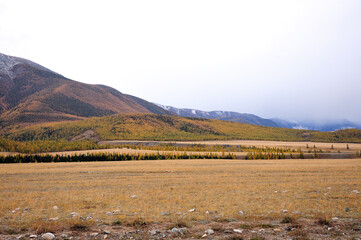 A small dry steppe at the foot of a high mountain overgrown with a rare coniferous forest with peaks in the clouds on a cloudy autumn day.